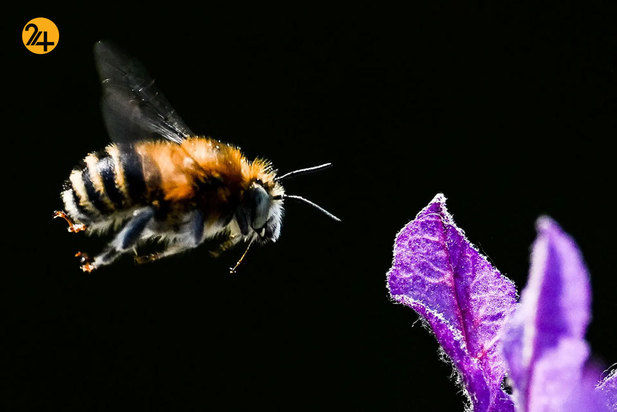 حیات وحش به روایت تصویر