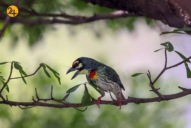 حیات وحش به روایت تصویر