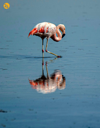 حیات وحش به روایت تصویر