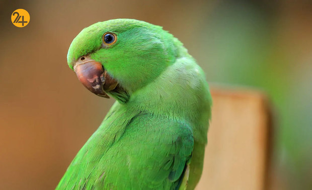 حیات وحش به روایت تصویر