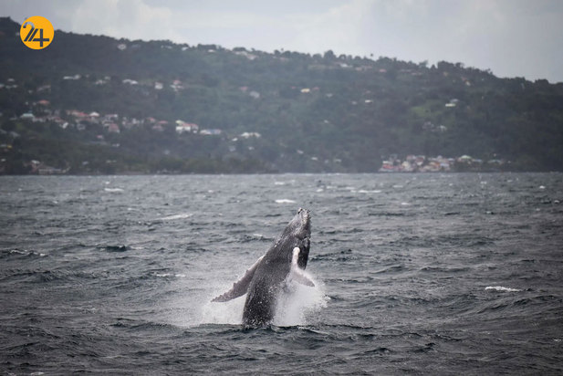 حیات وحش به روایت تصویر