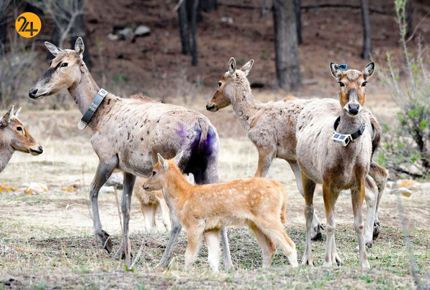 حیات وحش به روایت تصویر