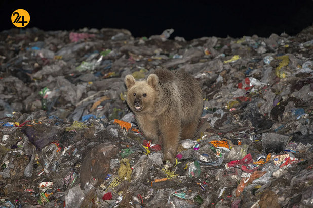 حیات وحش به روایت تصویر