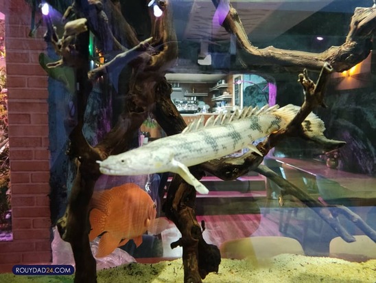 آکواریوم پارک شهر