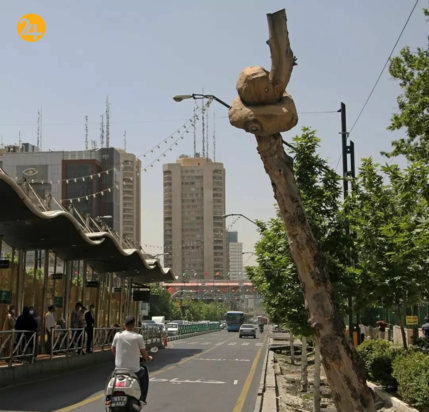 چنارهای بی‌جان ولیعصر جان تازه‌ای یافتند