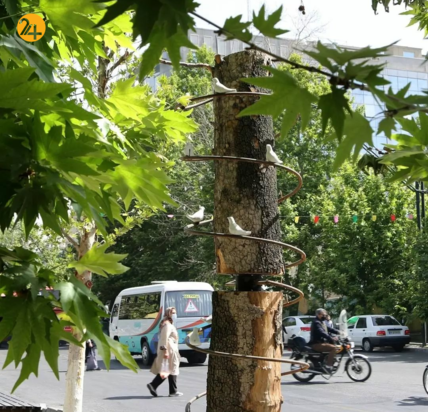 چنارهای بی‌جان ولیعصر جان تازه‌ای یافتند