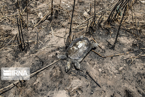 هورالعظیم در آستانه نابودی