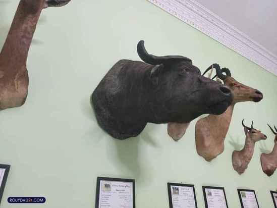 موزه حیات وحش هفت چنار