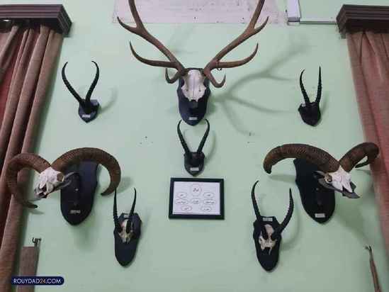 موزه حیات وحش هفت چنار