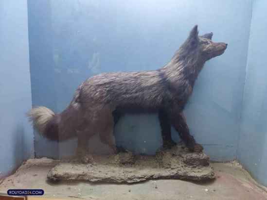 موزه حیات وحش هفت چنار