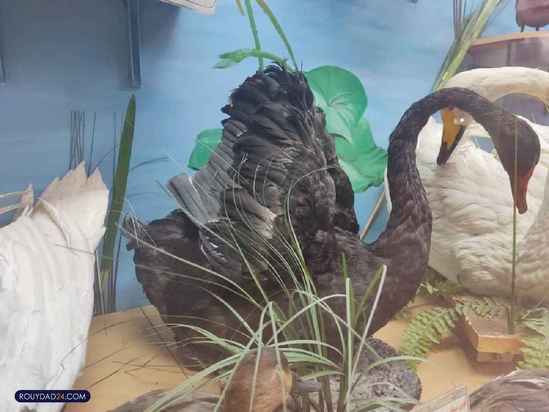 موزه حیات وحش هفت چنار