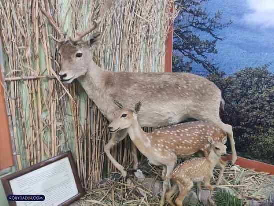 موزه حیات وحش هفت چنار