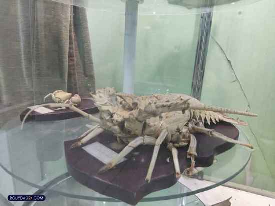 موزه حیات وحش هفت چنار