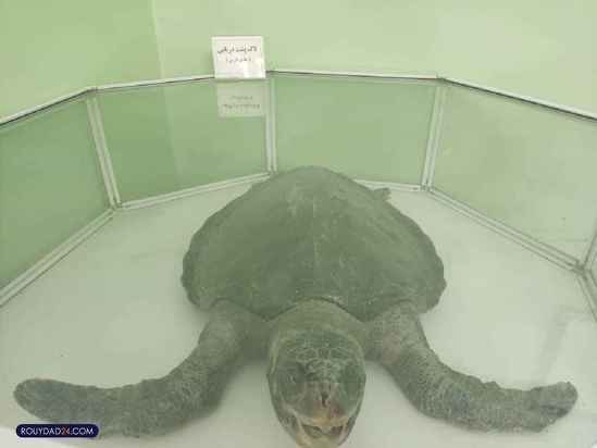 موزه حیات وحش هفت چنار