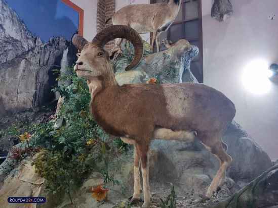 موزه حیات وحش هفت چنار