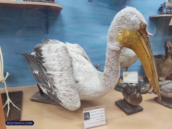 موزه حیات وحش هفت چنار