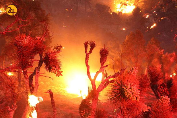 آتشسوزی در جنگل ملی کالیفرنیا