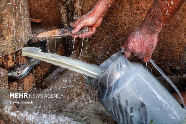 دامداری سنتی مازندران