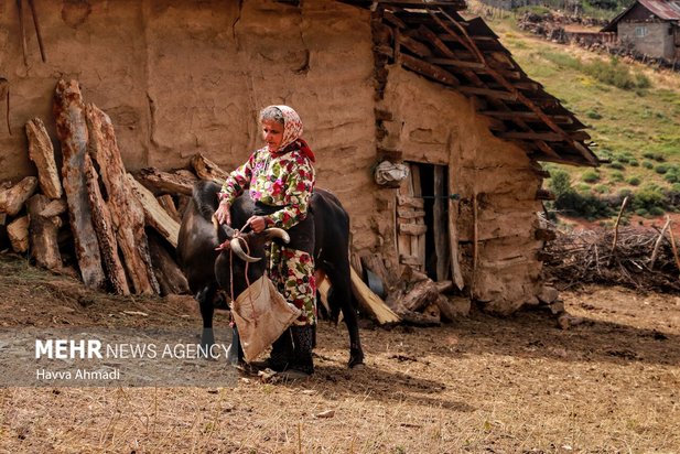 دامداری سنتی مازندران