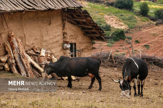 دامداری سنتی مازندران