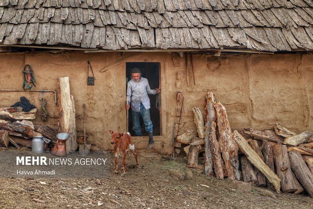 دامداری سنتی مازندران