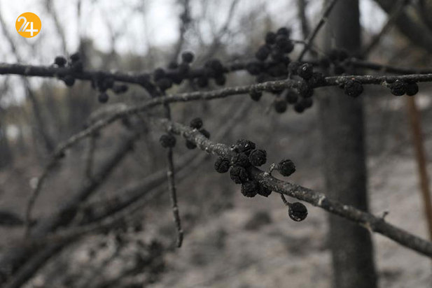 آتش در جنگل‌های اسپانیا