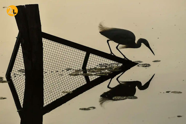 حیات وحش به روایت تصویر