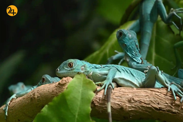 حیات وحش به روایت تصویر