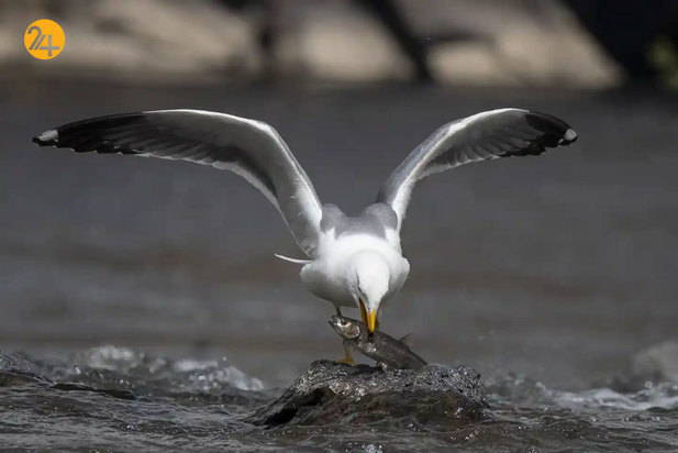 حیات وحش به روایت تصویر