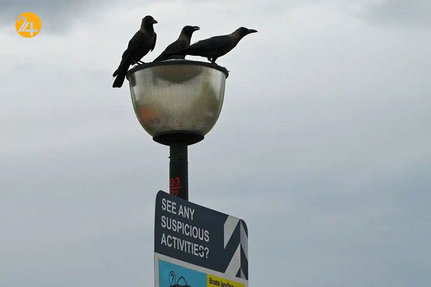 حیات وحش به روایت تصویر