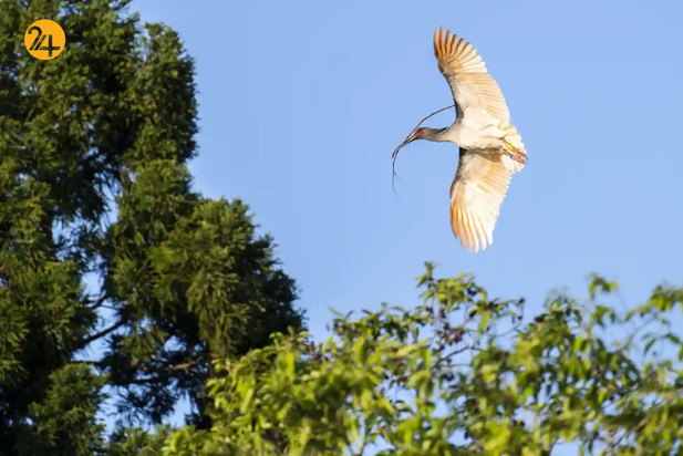 حیات وحش به روایت تصویر