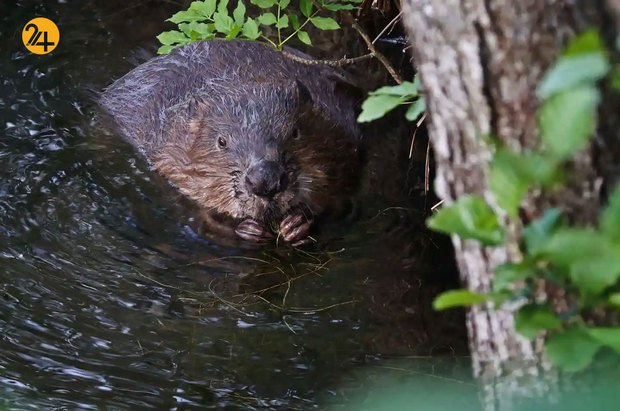 حیات وحش به روایت تصویر