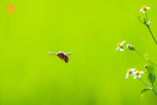 حیات وحش به روایت تصویر