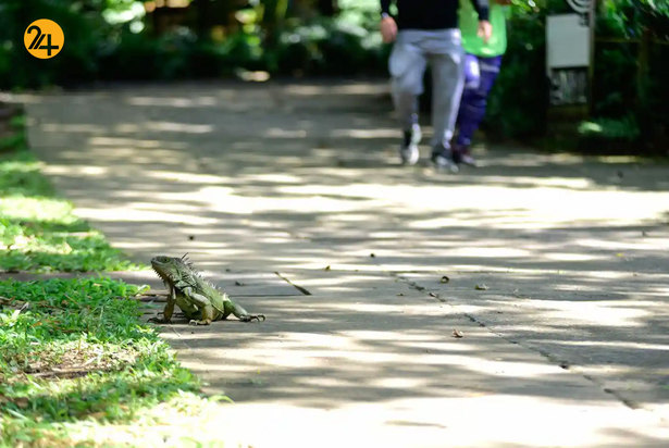 حیات وحش به روایت تصویر