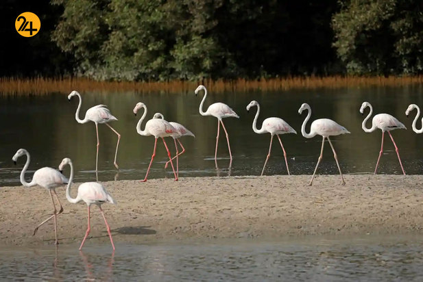 حیات وحش به روایت تصویر