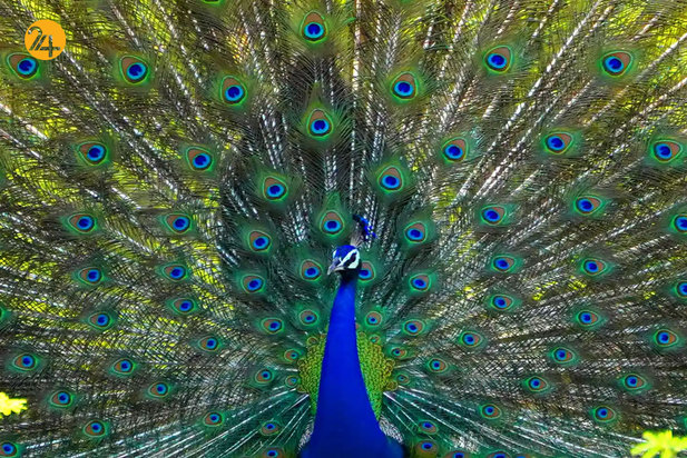 حیات وحش به روایت تصویر