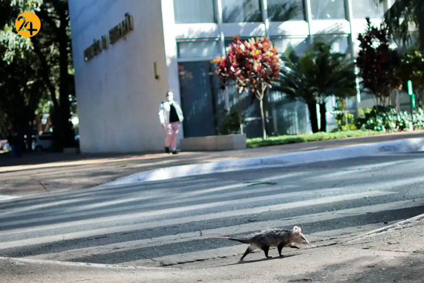 حیات وحش به روایت تصویر