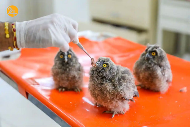 حیات وحش به روایت تصویر