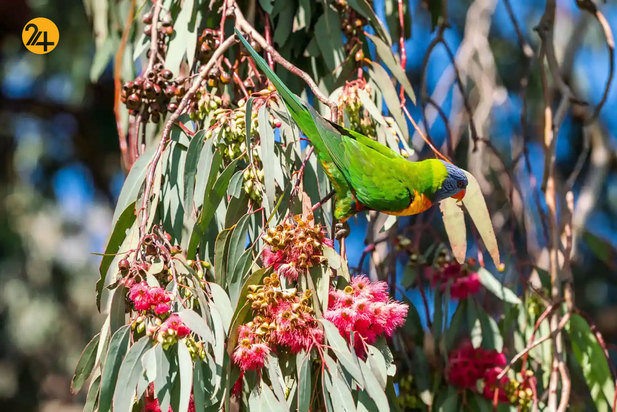 حیات وحش به روایت تصویر