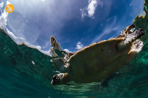 حیات وحش به روایت تصویر