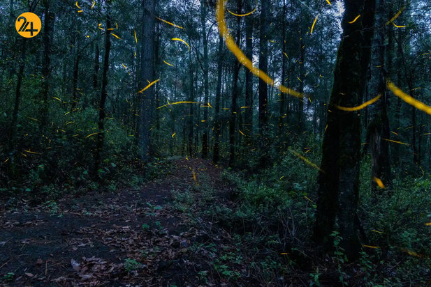 حیات وحش به روایت تصویر