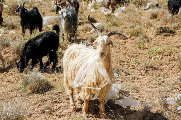 مراتع شهر سمیرم در حصار زباله