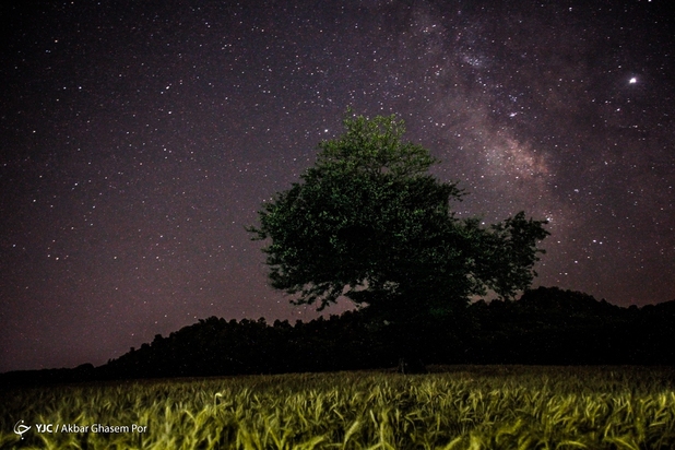 برداشت خوشه‌های طلایی
