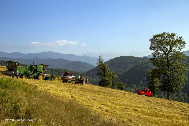برداشت خوشه‌های طلایی