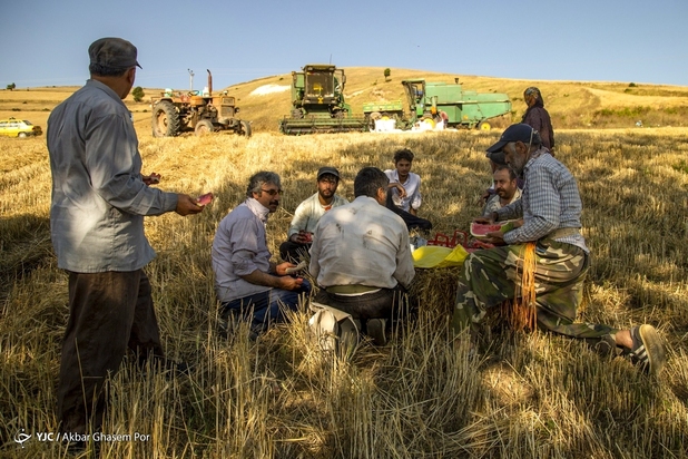 برداشت خوشه‌های طلایی