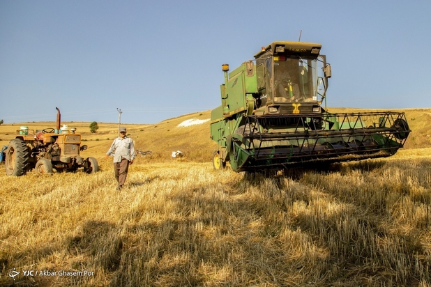 برداشت خوشه‌های طلایی