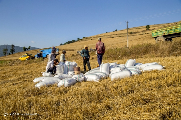 برداشت خوشه‌های طلایی