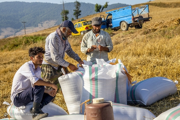 برداشت خوشه‌های طلایی