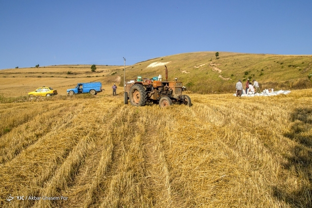 برداشت خوشه‌های طلایی