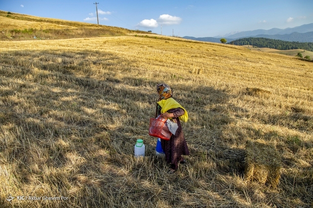 برداشت خوشه‌های طلایی